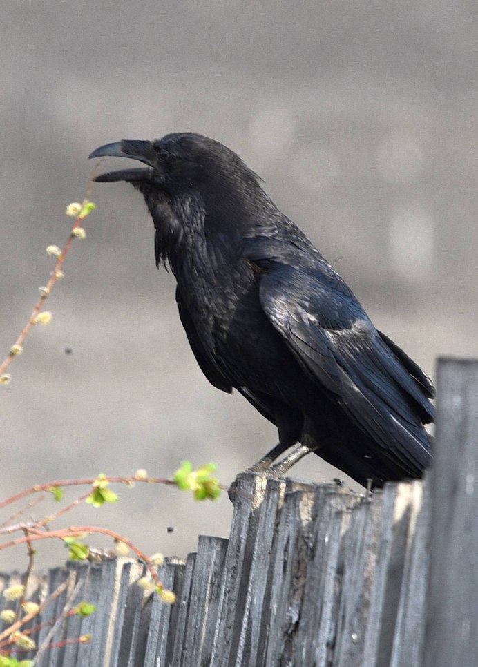 Черненькая птичка