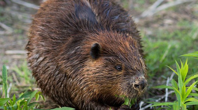 Покровское-Стрешнево парк бобры