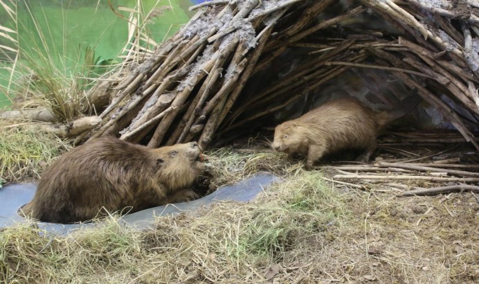 Бобер норка ондатра