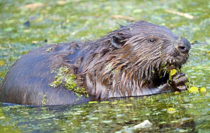 Ластоногие бобры