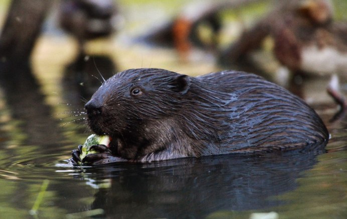 Заповедник Нургуш бобры