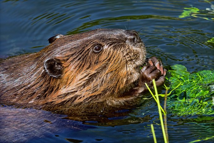 Канадский Бобр Северной Америки