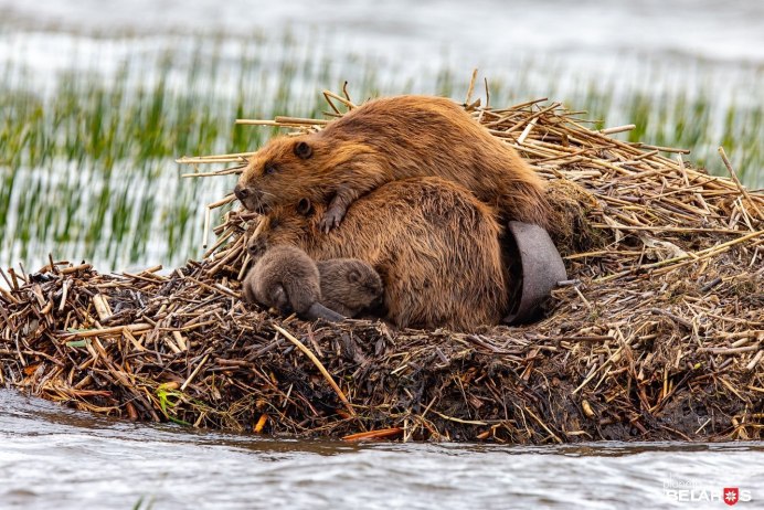 Речной Бобр