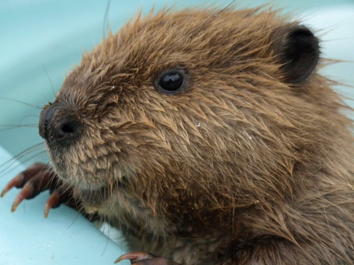 Западносибирский Речной Бобр