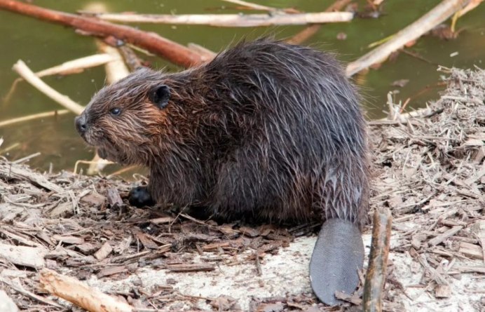 Бобр обыкновенный – Castor Fiber