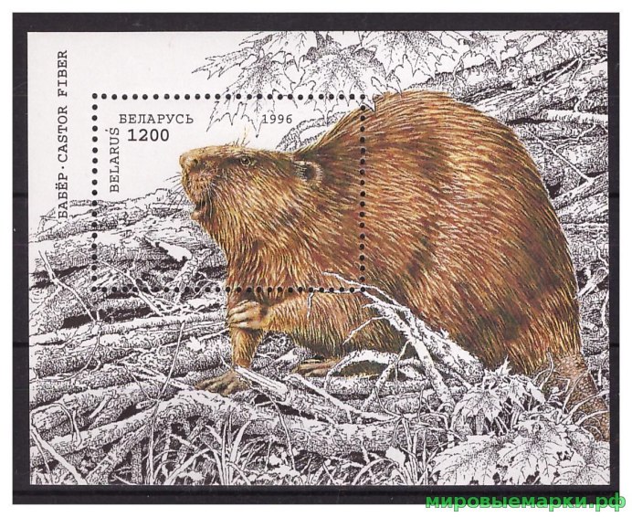 Бобр Речной обыкновенный