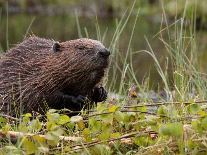 Речной Бобр