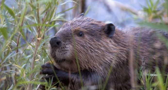 Бобр и ондатра