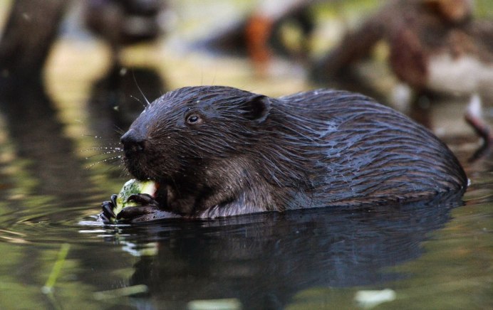 Березинский заповедник бобры