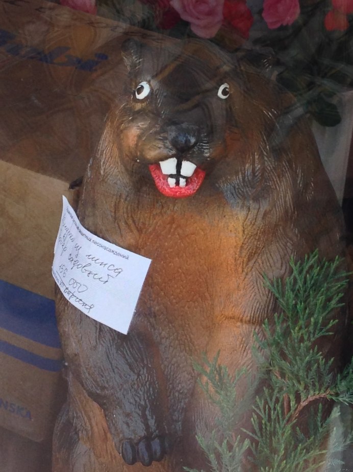 Западносибирский Речной Бобр