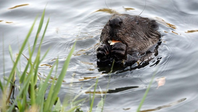 Канадский Бобр (Castor canadensis)