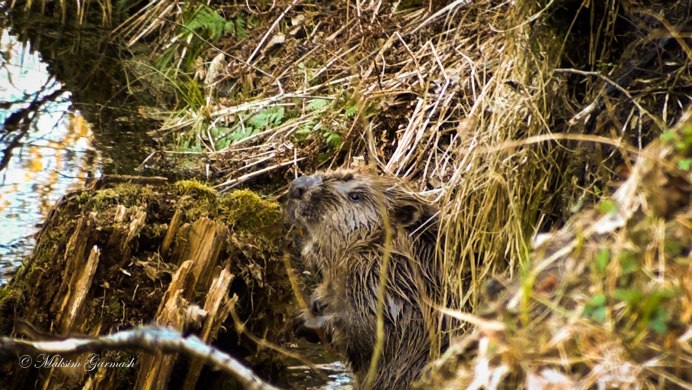 Бобры в Белоруссии 60 кг