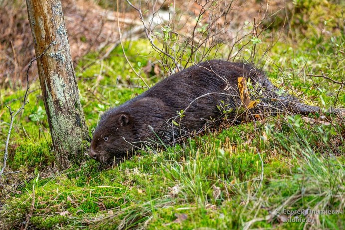 Белорусский Бобр