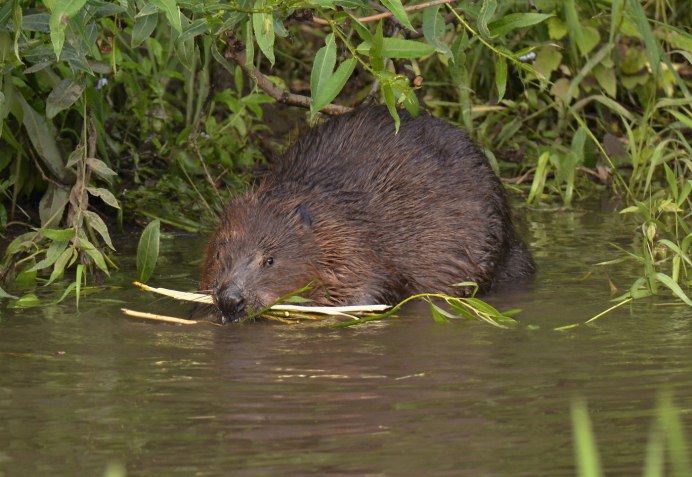 Бобр Речной обыкновенный