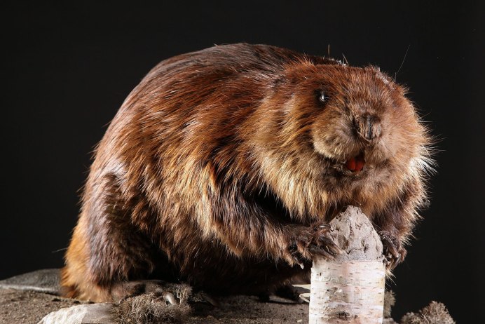 Западносибирский Речной Бобр