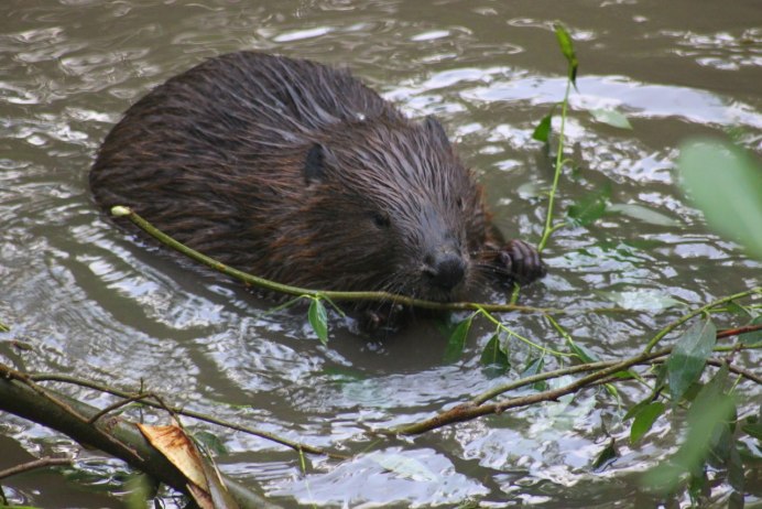 Бобр Беларусь