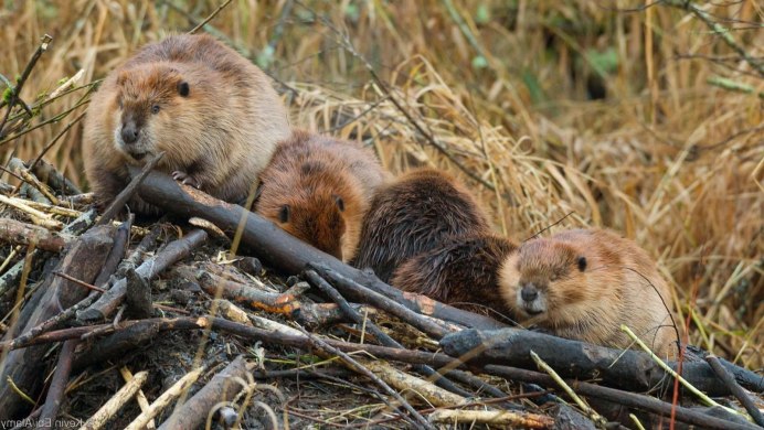 Западносибирский Речной Бор