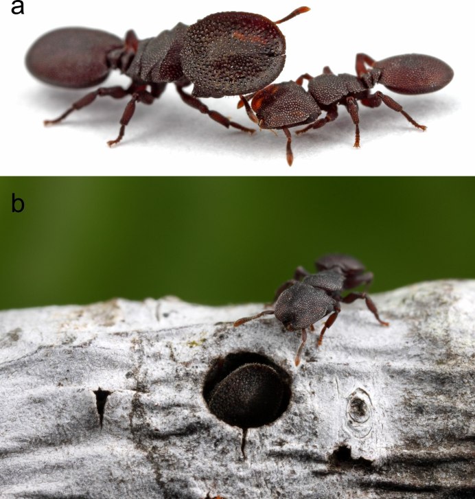 Муравьи-шпионы (cephalotes specularis)