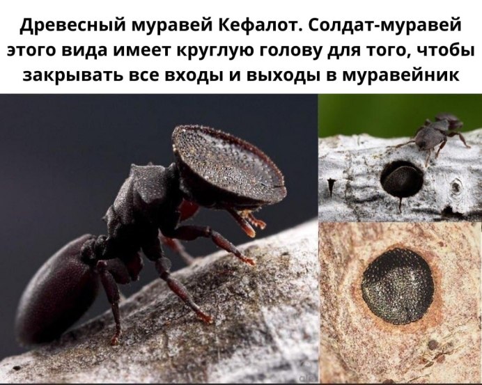 Муравей кефалот солдат