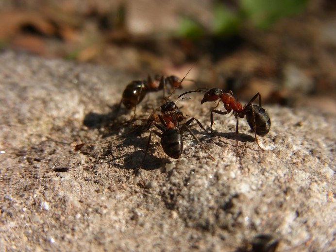 Myrmecia pyriformis