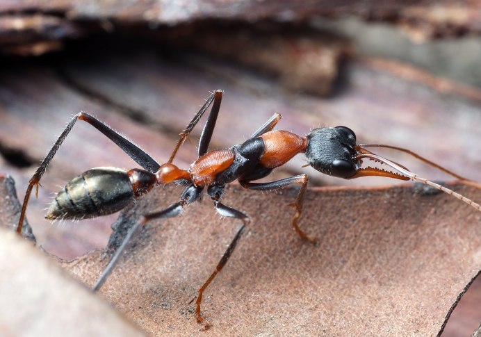 Полосатый сахарный муравей(Camponotus consobrinus)