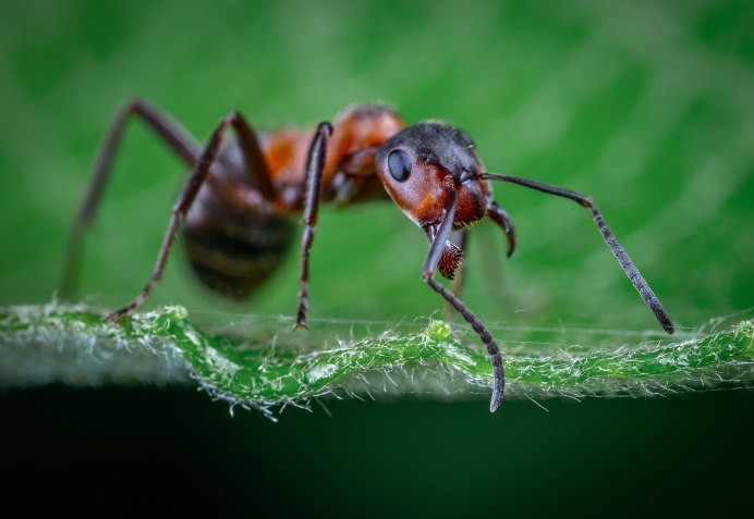 Polyrhachis bihamata муравей