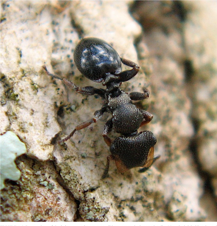 Cephalotes specularis