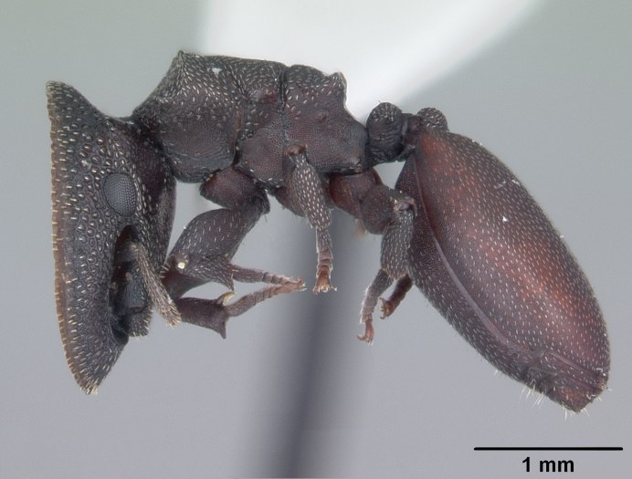 Муравьи-кефалоты (cephalotes)
