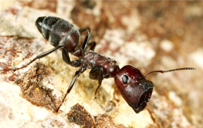 Муравьи Colobopsis