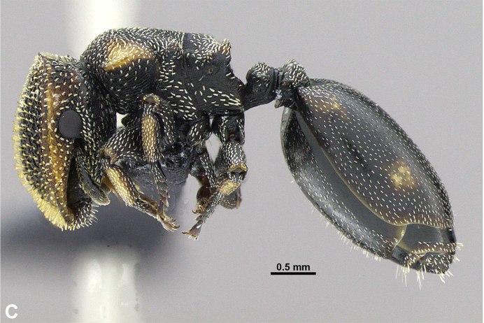 Муравьи-шпионы (cephalotes specularis)