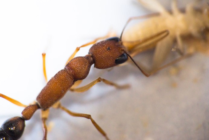 Азиатский муравей Polyrhachis