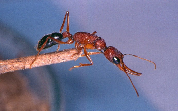 Polyergus lucidus