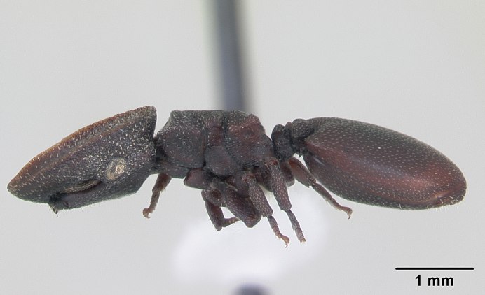 Муравьи-кефалоты (cephalotes)