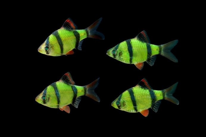 Рыбка Барбус суматранский