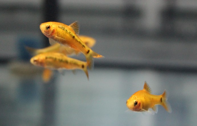 Барбус олиголепис (Oliotius oligolepis)