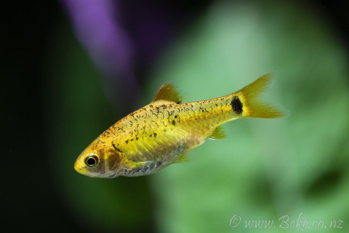 Рыбка Барбус Огненный