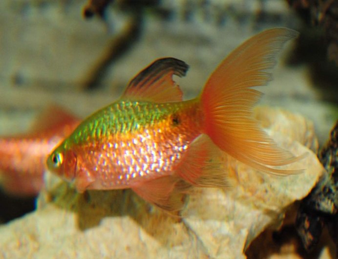 Барбус Шуберта зеленый