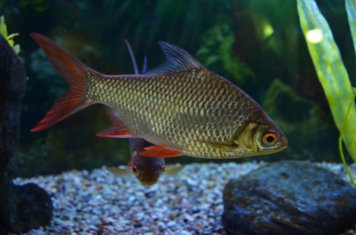 Барбус Огненный вуалевый