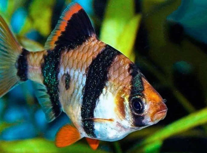 Барбусы Шуберта аквариумные рыбки