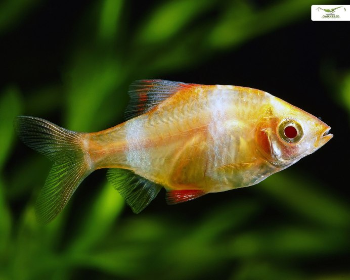 Рыба Барбус Шуберта