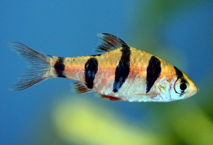 Барбус Огненный Шуберта
