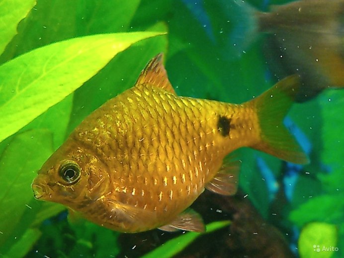 Барбус Огненный золотой