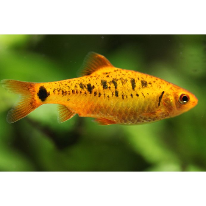 Барбус семифасциолятус