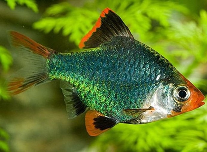 Барбус лещевидный золотой