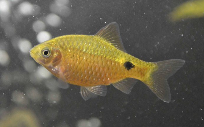 Барбус Огненный золотой