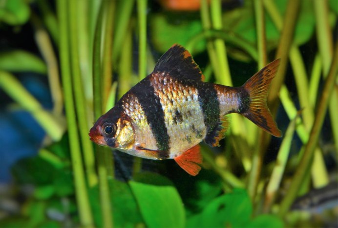 Барбус лещевидный золотой