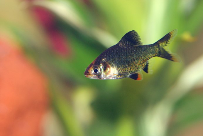 Барбус пятиполосый