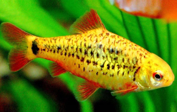 Жирнобрюхи род рыбы