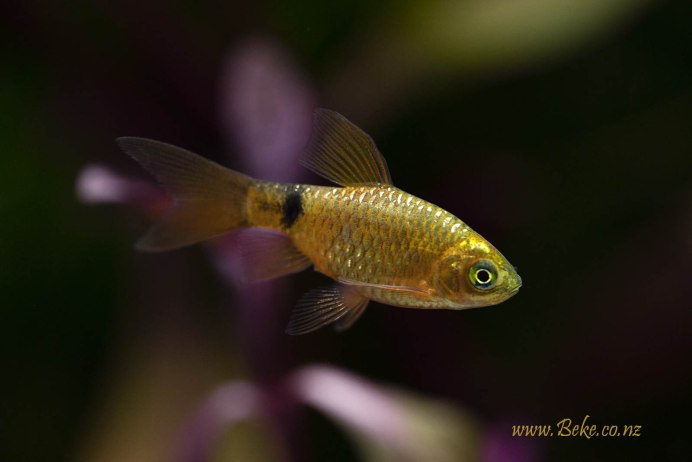 Барбус золотой вуалевый