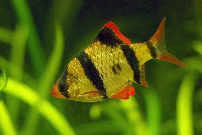 Барбус Огненный малый